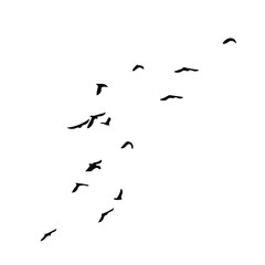 Birds