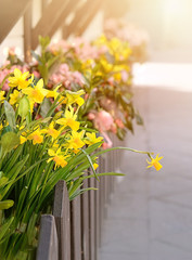 daffodils in spring garden. beautiful spring background with Narcissus flower. design element for March 8 holiday,  holiday Easter scene. soft selective focus