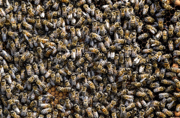 A dense cluster of swarms of bees in the nest. Working bees, drones and uterus in a swarm of bees....