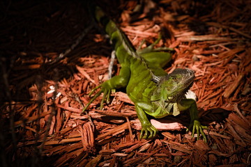 Grüner Leguan Key West
