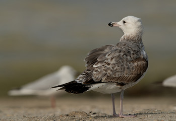 Heuglin's gull juvenile at Busiateen coast, Bahrain 