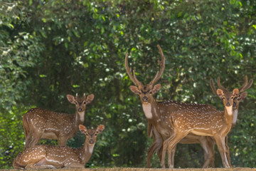 Naklejka na ściany i meble A herd of spotted deer rests in the shade of a tree.