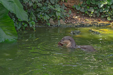 The sunny day. The little otter eating fish in a tropical river
