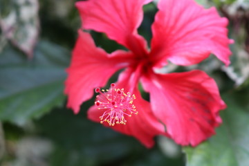 pink hawaii flower