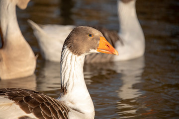 Close up of a Scania goose swimming in a pond, greylag goose, Anser anser, with orange beak, close up image of head and neck, blue eye,  blurry background, daylight.