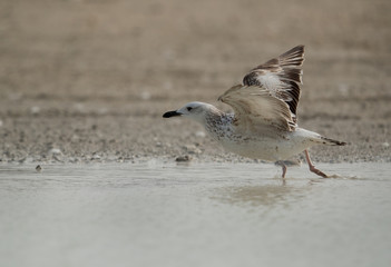 Heuglin's gull takeoff, Bahrain