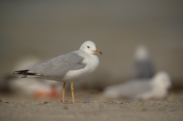 Fototapeta premium Slender-billed gull at Busaiteen, Bahrain