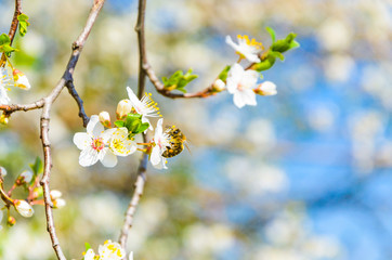 Bee on a spring flower collecting pollen and nectar