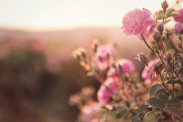 A bush of Pink roses in sunset backlight