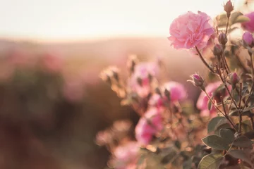 Tuinposter A bush of Pink roses in sunset backlight © YURII Seleznov