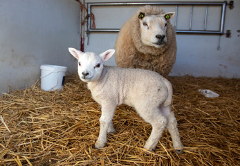 New born cute baby lamb standing in straw in a stable with mother sheep.