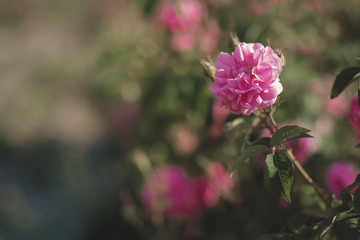 Fototapeta premium A bush of Pink roses in sunset backlight