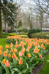 Keukenhof, Lisse, The Netherlands. Blooming colorful flower beds cover the whole garden park. Several attractions make this botanical wonderland a popular site for tourists to visit.