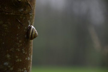 Schnecke am Baum