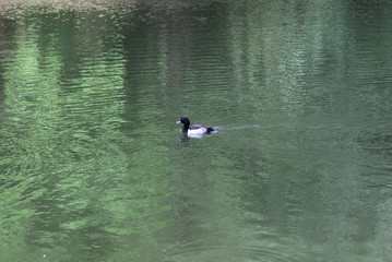 White-brown wild duck swims in a green pond
