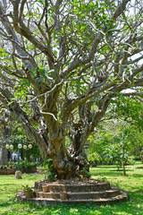 India, Kerala, Trivandrum city ( Thiruvananthapuram). A very old tree (lat. Apocynaceae) in the city garden