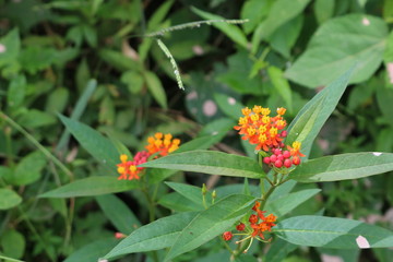 little orange and pink flowers