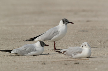Fototapeta premium Black headed gull at Busaiteen coast, Bahrain