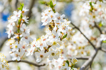 Bee on a spring flower collecting pollen and nectar