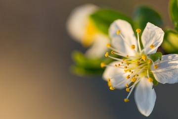 Close up of Plum flowers blooming in spring. Blossom flowers isolated with blurred background