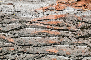 Background from poplar bark