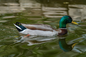 Obraz premium Mallard Duck-01