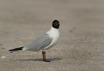 Black headed gull at Busaiteen coast, Bahrain