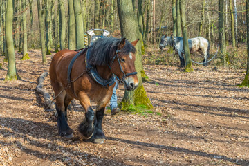 Kaltblut im Wald beim Holzrücken