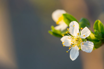 Close up of Plum flowers blooming in spring. Blossom flowers isolated with blurred background