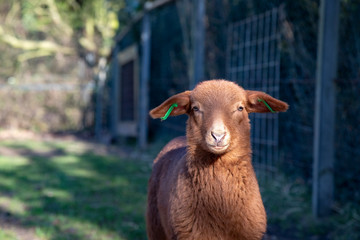 Pretty stubborn self-reliant little brown lamb stands in front of the camera.