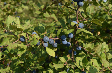 Berries of wild plum - a sloe