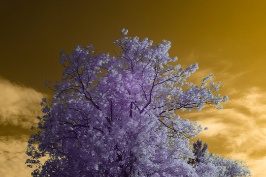 Waving tree in wind, infrared shot