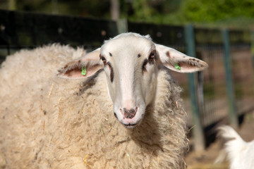 Adult sheep with long face, hanging ears, and black spots on a petting zoo.