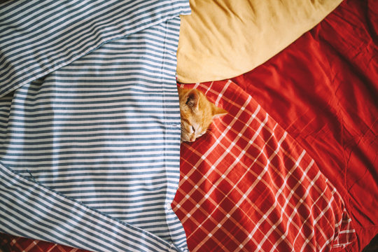 Cat sleeping in bedclothes