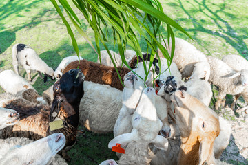 feeding group of sheep,scramble to eat