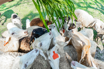 feeding group of sheep,scramble to eat