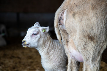 Cute little white lamb stands next the behind of her mother, yellow iodine on her mouth.