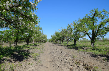 Blooming apple orchard. Adult trees bloom in the apple orchard. Fruit garden