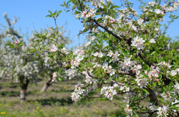 Blooming apple orchard. Adult trees bloom in the apple orchard. Fruit garden