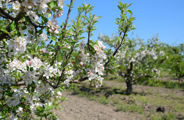 Blooming apple orchard. Adult trees bloom in the apple orchard.