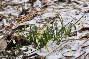 The first spring flowers, snowdrops, come out of the snow