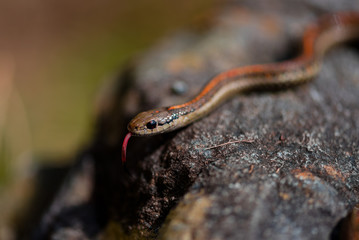 Garter Snake