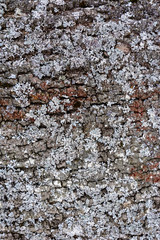 Gray moss on the crust of a tree, texture, background