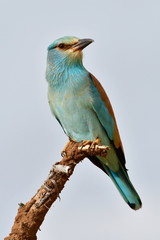 european roller against white sky,Kruger national park