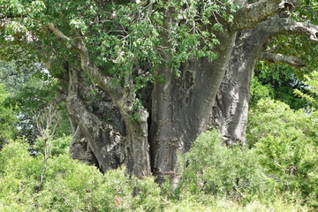 Fototapeta premium huge tree trunk of baobab tree,Kruger national park
