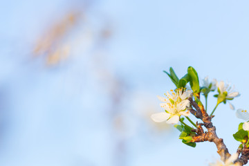 Close up of Plum flowers blooming in spring. Blossom flowers isolated with blurred blue background