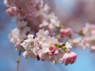 Kirschblüte Himmel Frühling