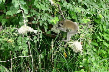 vervet monkey destroing nest of veavers for eggs,Krufer national park,South Africa