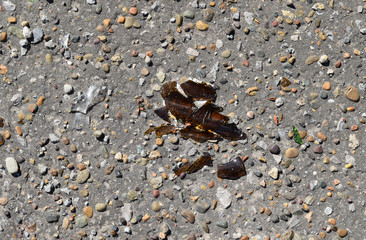 Brown glass of the broken bottle on asphalt