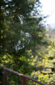 Impression of a bird on a window that it slammed into